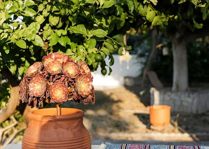 Angelina アファンドウ